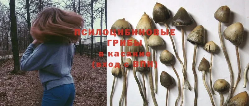 Галлюциногенные грибы Psilocybine cubensis  это как зайти  Добрянка  что такое наркотик 